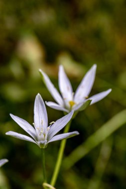 Ornithogalum çiçeği bahçede, yakın çekim.