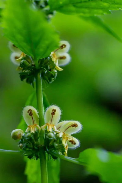 Lamium Galeobdolon Flor Que Crece Bosque Macro — Foto de Stock