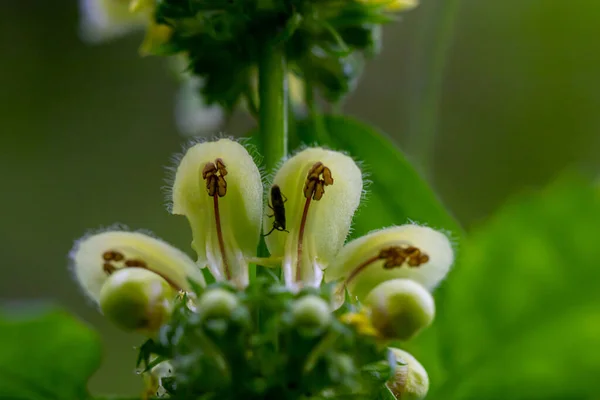Lamium Galeobdolon Flor Que Crece Bosque — Foto de Stock