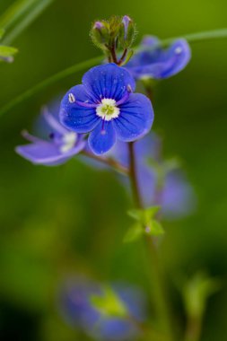 Veronica bahçedeki çiçekleri kabul eder, makro