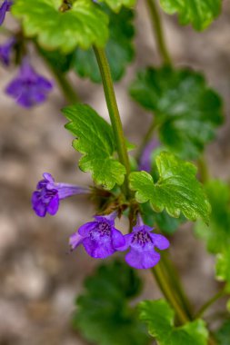 Bahçedeki Glechoma Hederacea, yakın çekim.