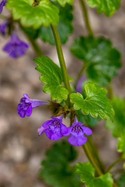 Bahçedeki Glechoma Hederacea, yakın çekim.