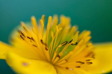 Ormanda büyüyen Caltha palustris çiçeği, makro