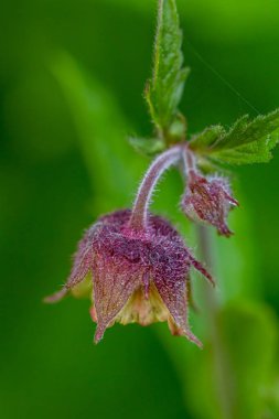 Ormanda rakip çiçek, makro