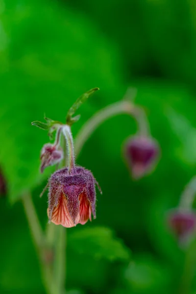 Geum Rivale Flor Crescendo Floresta — Fotografia de Stock