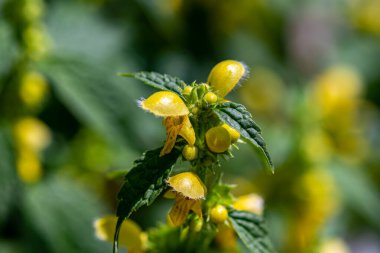Lamium galeobdolon çiçeği ormanda büyüyor.