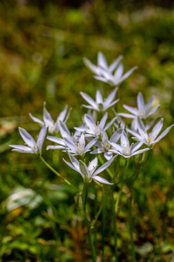 Ornithogalum çiçeği bahçede yetişiyor.