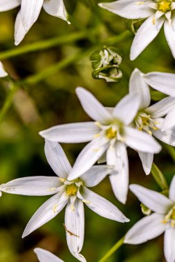 Ornithogalum çiçeği bahçede, yakın çekim.