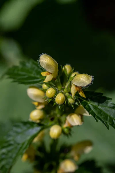 Lamium Galeobdolon Květ Lese Makro — Stock fotografie