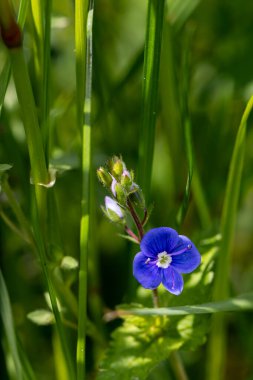 Veronica bahçede büyüyen çiçekleri kabul eder.