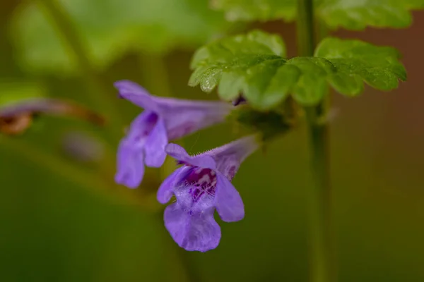 Glechoma Hederacea Jardim — Fotografia de Stock