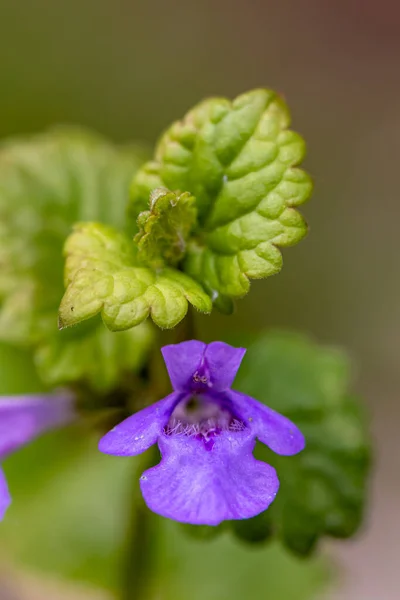 Glechoma Hederacea Garden Macro — Stock Photo, Image