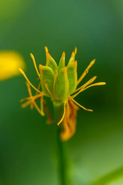 Άνθος Caltha Palustris Στο Δάσος — Φωτογραφία Αρχείου