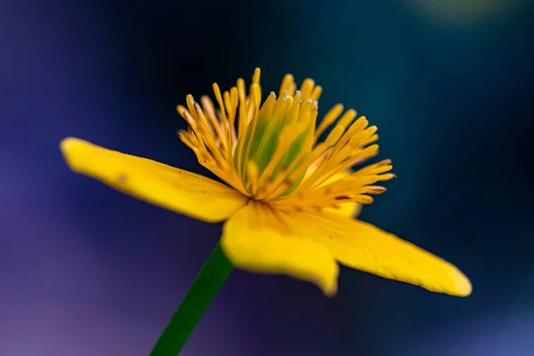 Caltha Palustris Flor Floresta Macro — Fotografia de Stock