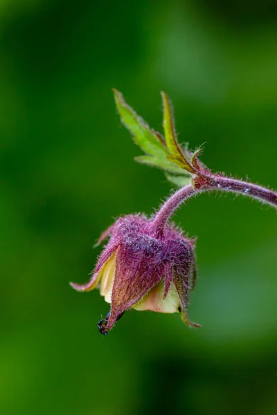 Geum Rivale Flor Bosque Macro — Foto de Stock