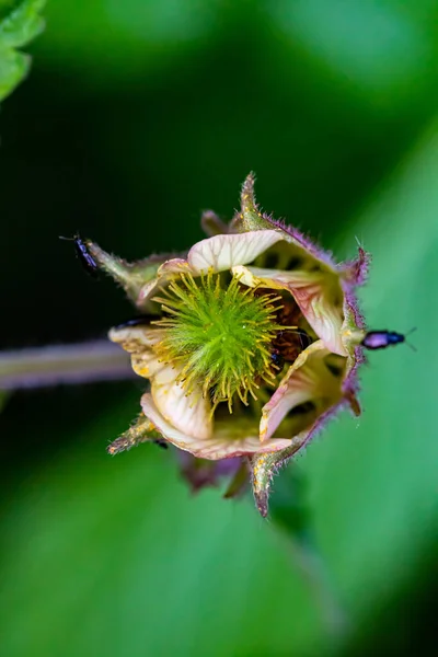 Geum Rivale Květ Rostoucí Lese — Stock fotografie