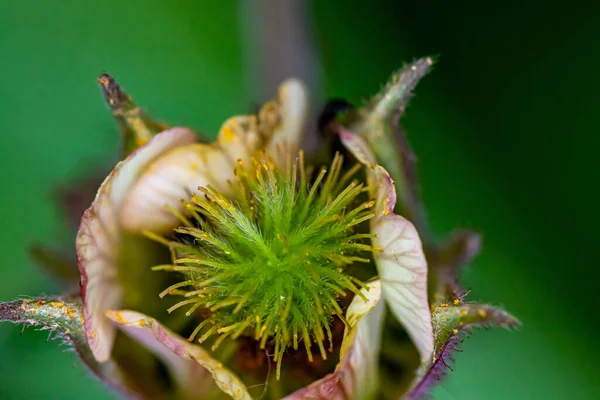 Geum Rivale Flower Growing Forest Macro — Stock Photo, Image