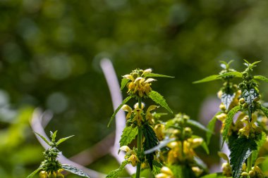 Lamium galeobdolon çiçeği ormanda büyüyor, yakın plan.