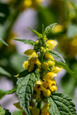 Lamium galeobdolon çiçeği ormanda büyüyor, makro