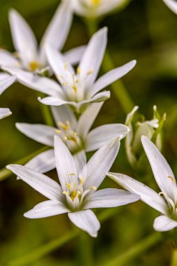 Ornithogalum çiçeği bahçede
