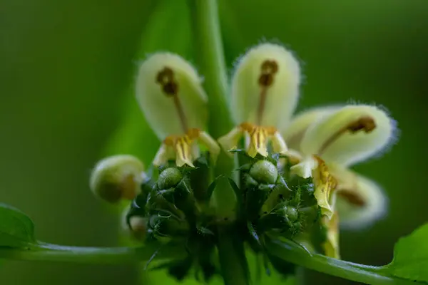 森の中で成長するラミウムガレボドンの花 クローズアップ撮影 — ストック写真