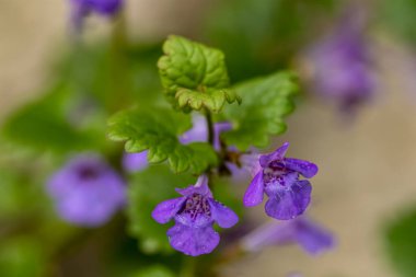 Glechoma Hederacea Bahçede