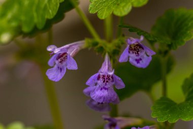 Tarlada yetişen Glechoma Hederacea