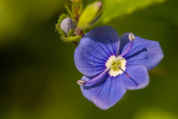 Veronica Agrestis Цветы Растущие Саду Macro — стоковое фото