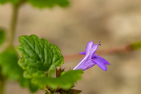 Glechoma Hederacea Trädgården Närbild — Stockfoto