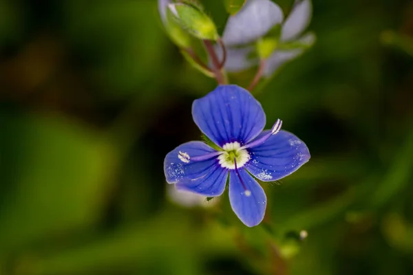 Veronica Bahçedeki Çiçekleri Kabul Eder Makro — Stok fotoğraf