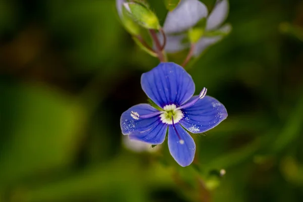 Veronica Agrestis Blommor Trädgården Makro — Stockfoto