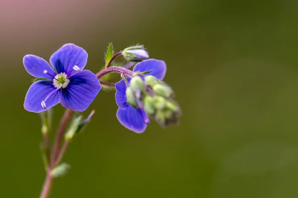 Veronica Agrestis Blommor Trädgården Närbild — Stockfoto