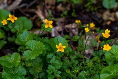 Ormanda büyüyen Caltha Palustris çiçeği, yakınlaş.