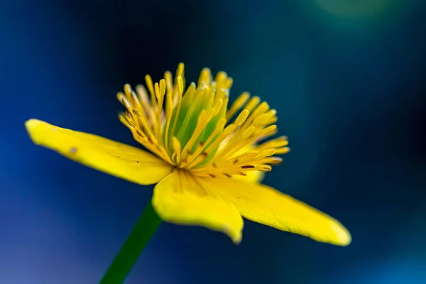 Caltha Palustris Blume Wächst Wald — Stockfoto