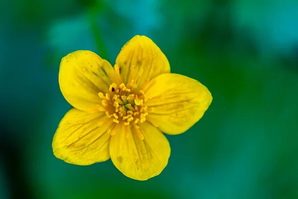 Kwiat Caltha Palustris Rosnący Lesie Makro — Zdjęcie stockowe