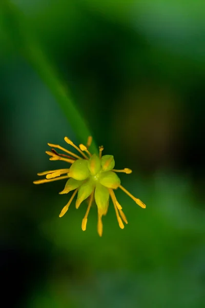 Calltha Palustris Λουλούδι Στο Δάσος Κοντά — Φωτογραφία Αρχείου