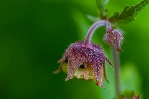 Geum Rivale Flower Forest Close Shoot — Stock Photo, Image