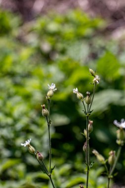 Ormanda sessiz latifolia