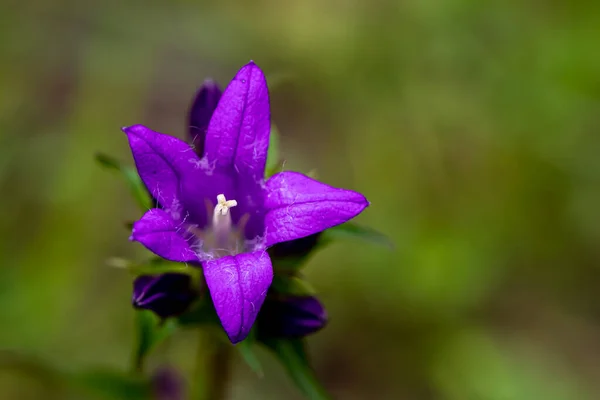 Campanula Glomerata Fiore Nel Campo Primo Piano — Foto Stock