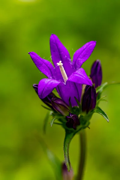 Campanula Glomerata Blüht Auf Dem Feld Aus Nächster Nähe — Stockfoto