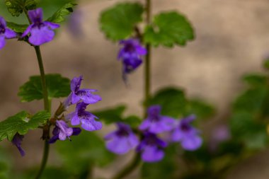 Glechoma hederacea tarlada büyüyor, makro