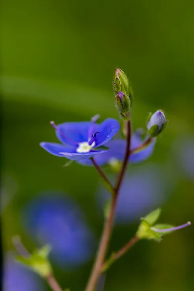 Veronica Agrestis Flowers Growing Garden — Stock Photo, Image