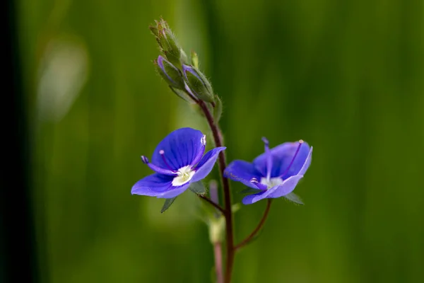 Veronica Agrestis Kwiaty Ogrodzie Makro — Zdjęcie stockowe