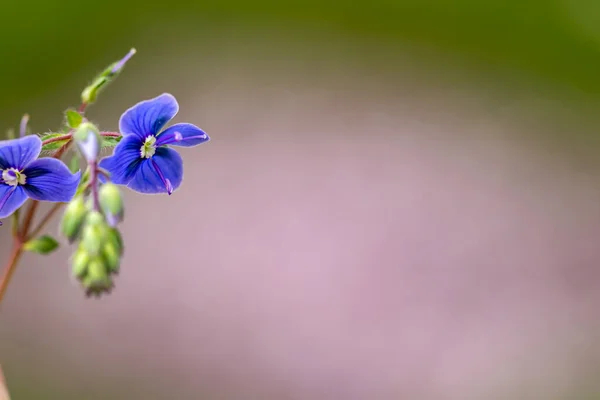 Veronica Agrestis Blommor Trädgården Närbild — Stockfoto