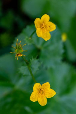 Ormanda büyüyen Caltha palustris çiçeği