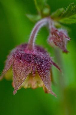 Ormanda yetişen Geum rakip çiçeği, yakın mesafede.