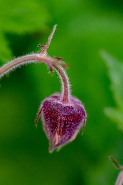 Ormandaki Geum rakip çiçeği
