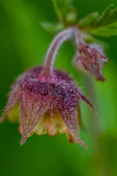 森林里生长着相互争斗的Geum Rivale Flower Growing Forest Close — 图库照片