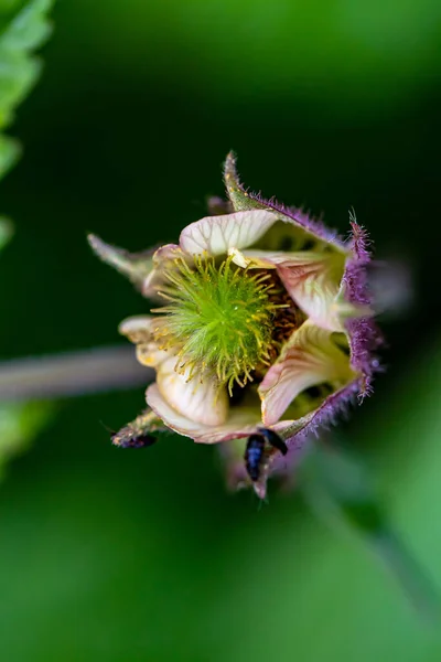 Geum Rivale Fiore Che Cresce Nella Foresta Macro — Foto Stock