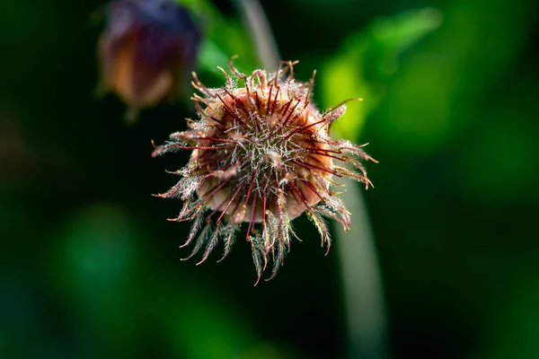 Geum Rivale Flor Bosque Cerca —  Fotos de Stock